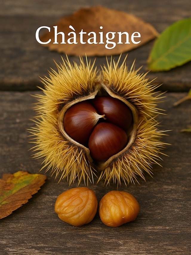 Bogue de châtaigne avec plusieurs fruits