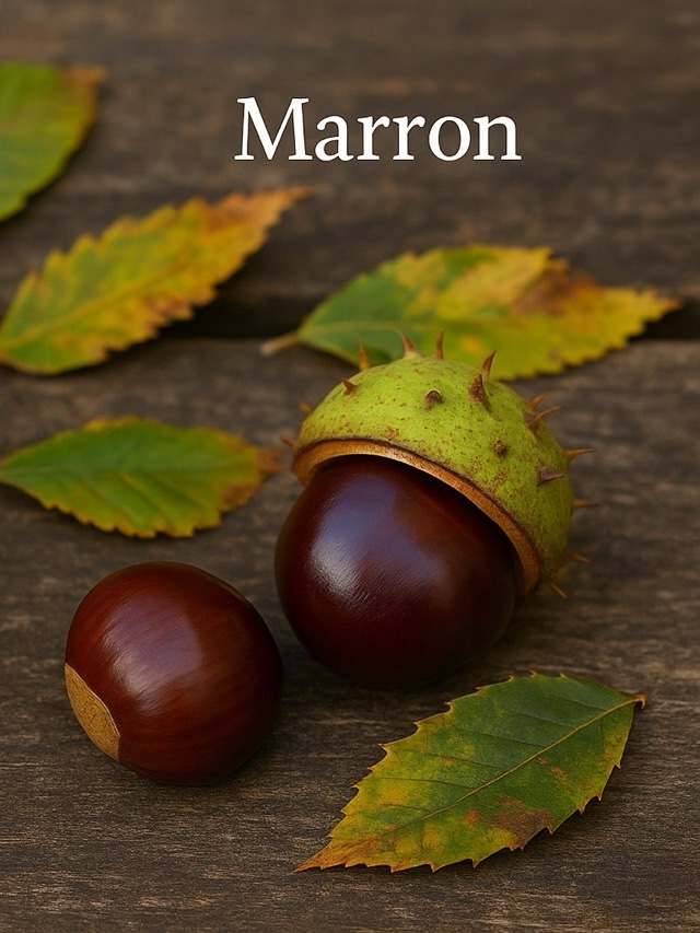 Bogue de marron d'Inde avec un seul fruit